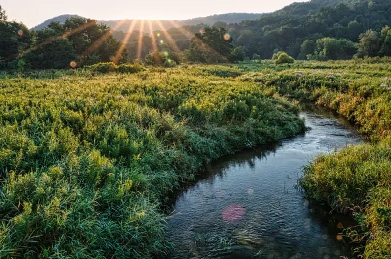 A stream bordered by dense vegetated buffers running through farmland.